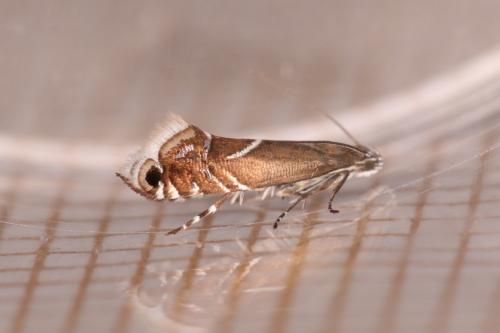 Réf. 287 063 : Glyphipterix schoenicolella